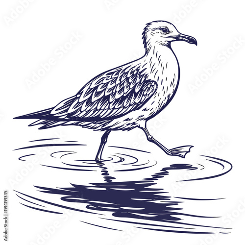 Seagull walking in water bird ripples