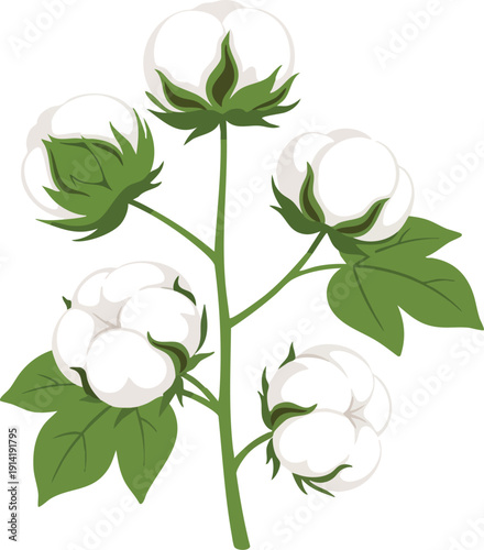 A realistic illustration of a cotton plant with soft white cotton bolls and green leaves on a white background, representing natural fibers and agricultural products