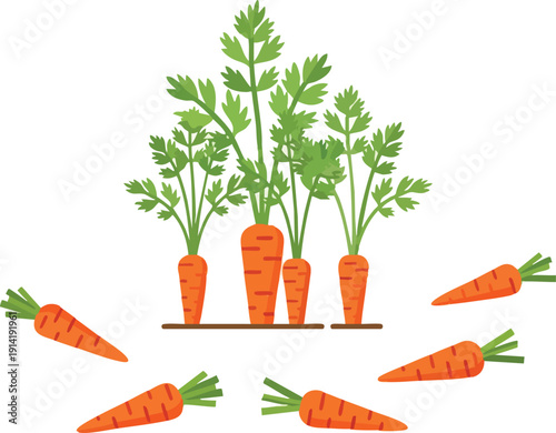 Freshly harvested carrots with green tops, a healthy root vegetable assortment, perfect for a nutritious meal or garden illustration