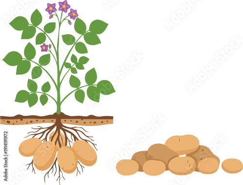 Illustration of a potato plant with its roots and a pile of potatoes, representing a healthy harvest from cultivation
