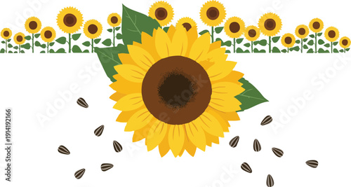 Vibrant Sunflowers Blooming in a Field with Scattered Seeds, Symbolizing Growth and Natural Beauty
