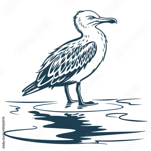 Seagull standing in water with reflection bird