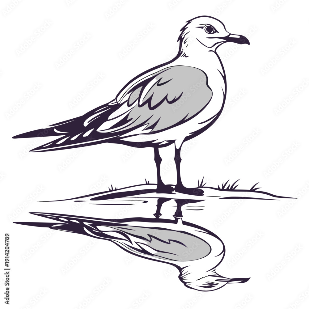 Fototapeta premium Seagull standing on shore with reflection bird water