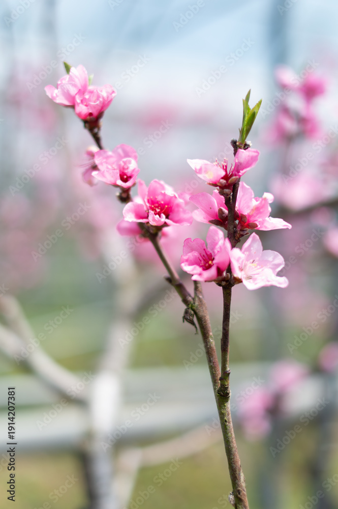 Obraz premium Close up shot of Pink Peach Blossoms In Soft Spring Light