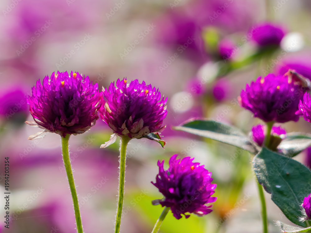 Fototapeta premium Vibrant Purple Globe Amaranth Blooms In Soft Focus