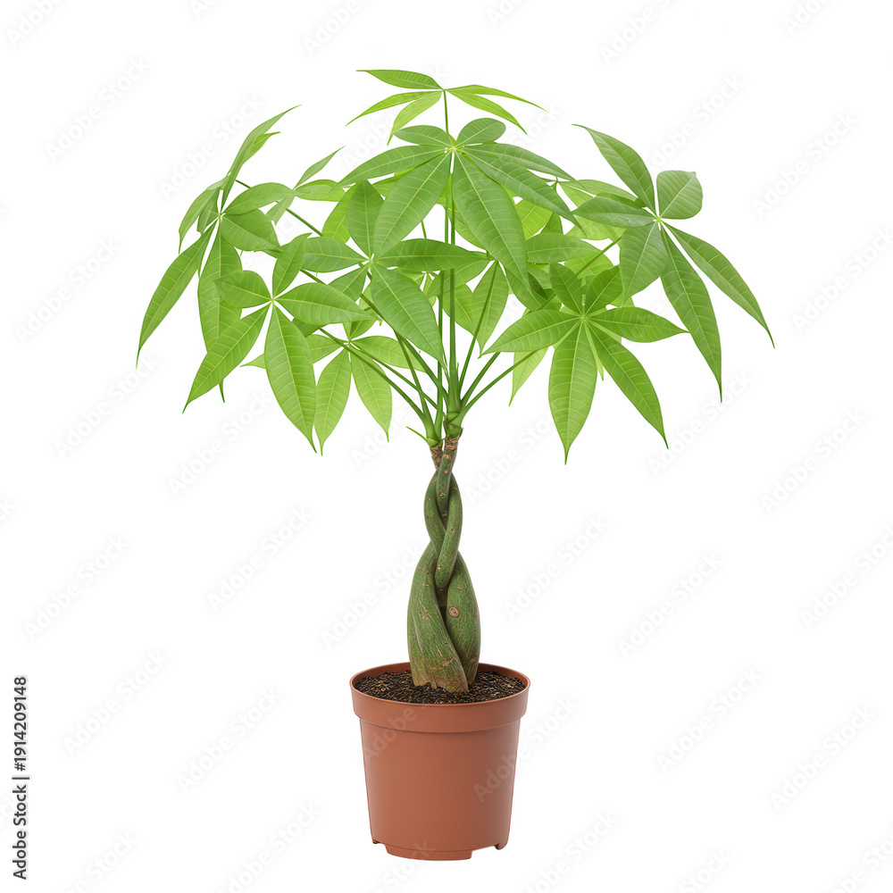 Fototapeta premium Braided money tree plant in pot isolated on transparent background