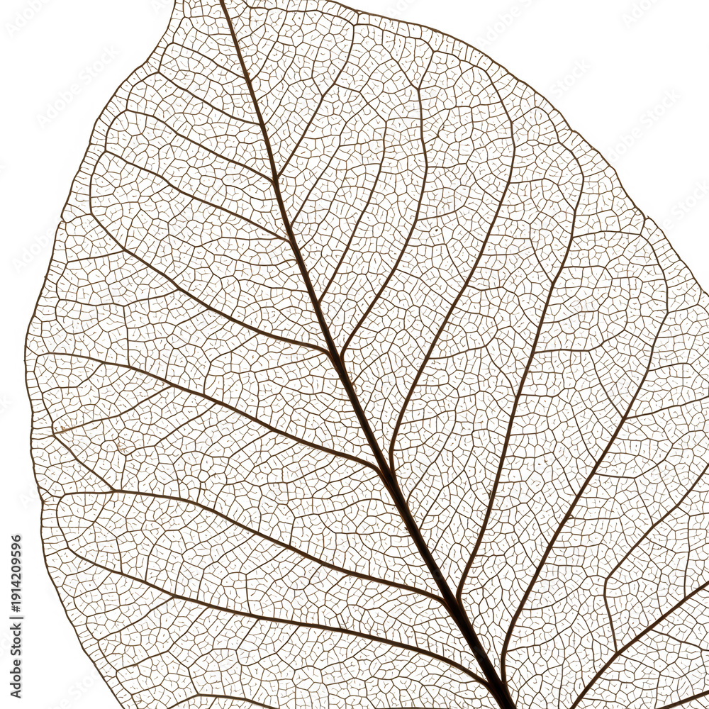 Obraz premium Detailed skeletonized leaf vein structure isolated on transparent background