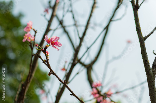 Pink Cherry Blossoms On Bare Branches