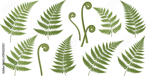 Large collection of green fern leaf vector illustrations featuring various tropical fronds and curved fiddlehead stems in a detailed natural style perfect for botanical patterns forest backgrounds 