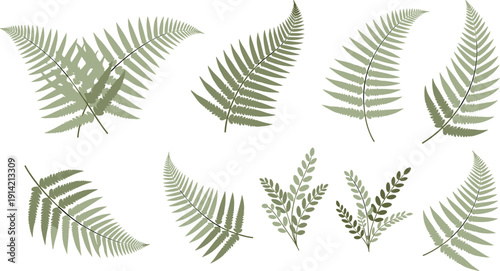 Detailed collection of soft green fern fronds and botanical leaf clusters featuring delicate shaded fronds and forest foliage vector elements for nature themed patterns organic branding 