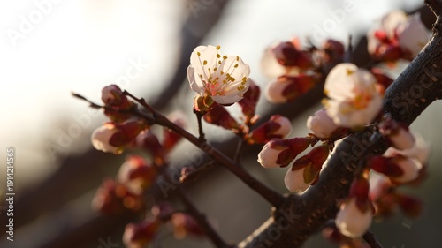 Close-up of delicate white apricot blossoms and reddish buds on a tree branch in the soft light of sunset.