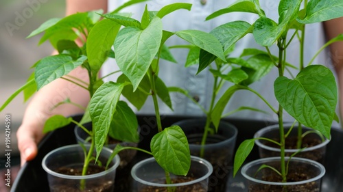 Close-up shot of pepper plant seedlings in containers in woman hands