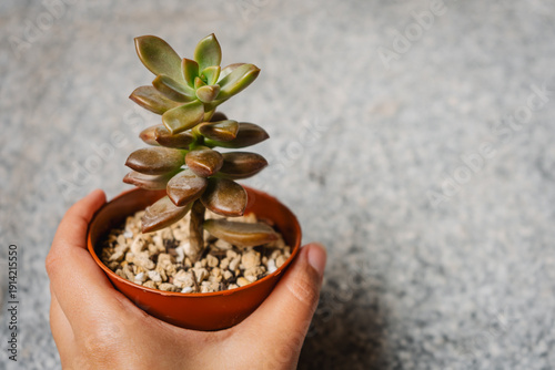 Close-up image of the succulent plant Graptosedum Bronze