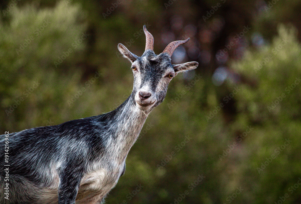 Fototapeta premium Friendly wild goat 