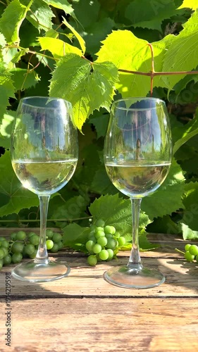 White wine with grapes on rustic table in vineyards. Two glasses of white wine and bottle on wooden table surrounded by green grapevines. Fresh grapes in sunny vineyard scene. White wine taste.