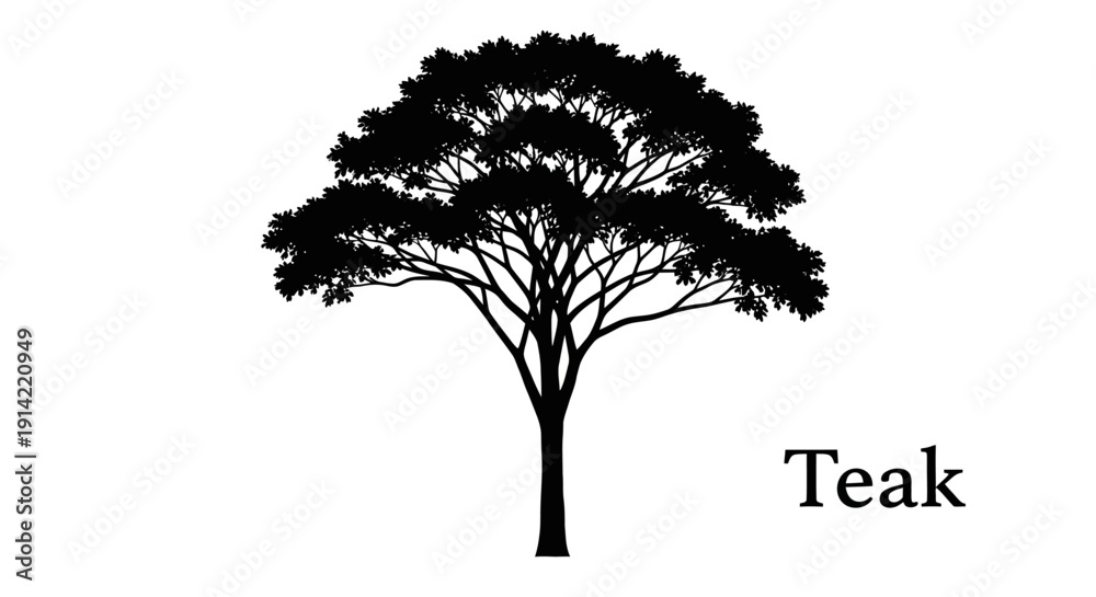 Fototapeta premium Teak tree silhouette on white background with natural foliage and sturdy trunk