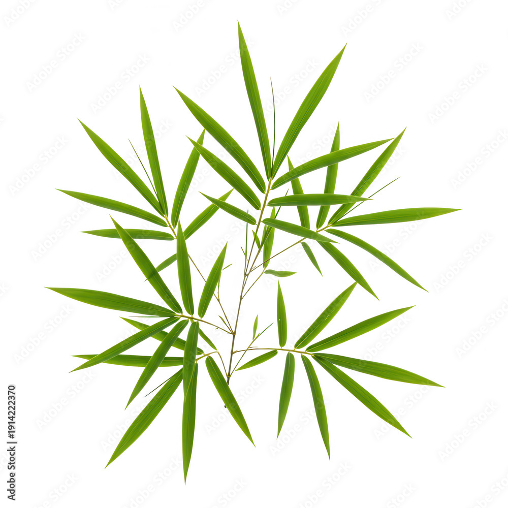 Fototapeta premium Vibrant green bamboo sprig isolated on transparent background