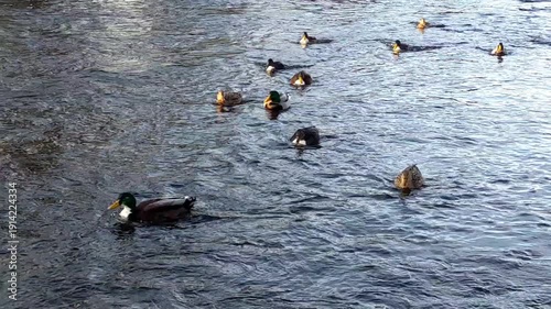 a flock of ducks in the water