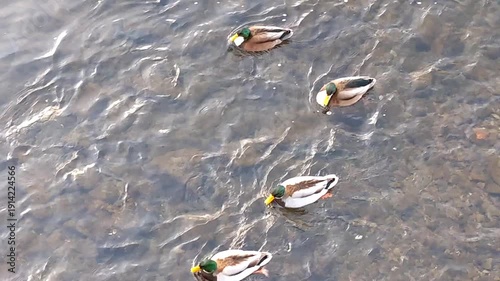 ducks swim in river, winter time