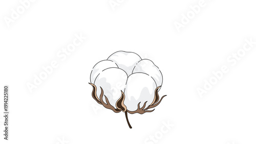 Single ripe cotton boll with soft white fibers and dried brown sepals is shown isolated on a white background.