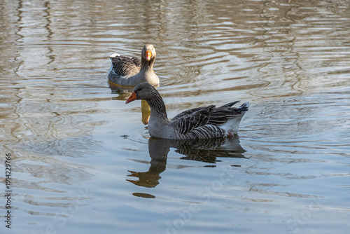 Принти на полотні Domestic bird of gray goose swims in river in nature park