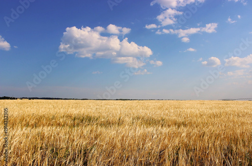 Close up view of part of wheat field. Summer background. Agriculture concept.