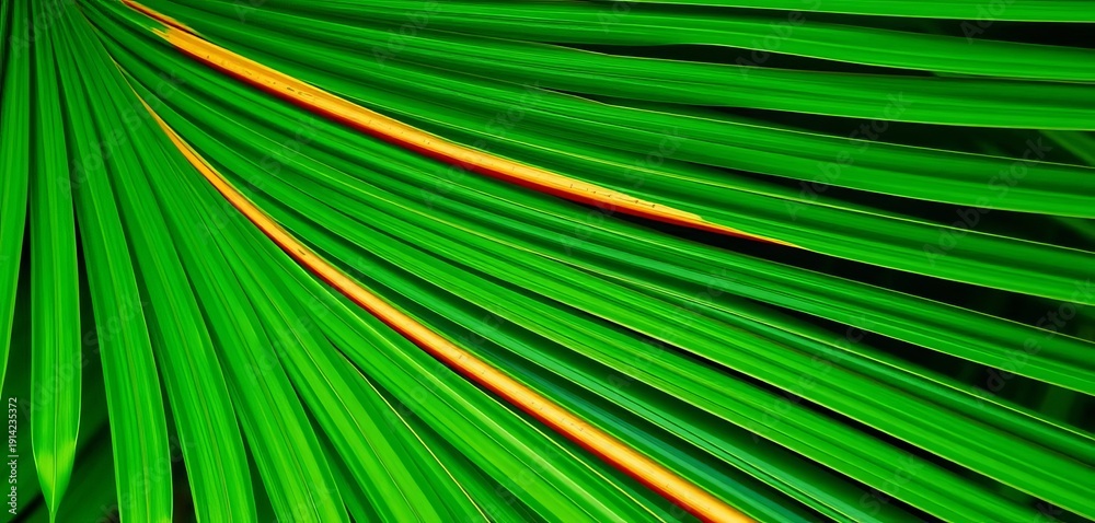 Obraz premium Close-up of vibrant green Chinese fan palm leaves, showcasing texture and detail, closeup, houseplant