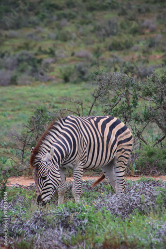 Plains zebra feeding on low vegetation in Addo Elephant National Park, South Africa. The striped herbivore stands in natural savanna habitat with green shrubs and rolling terrain.