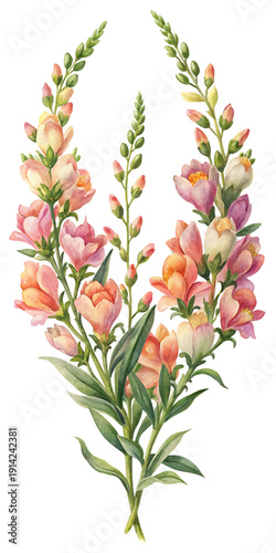 Elegant Watercolor Floral Arrangement of Peach and Pink Snapdragon Flowers on Black