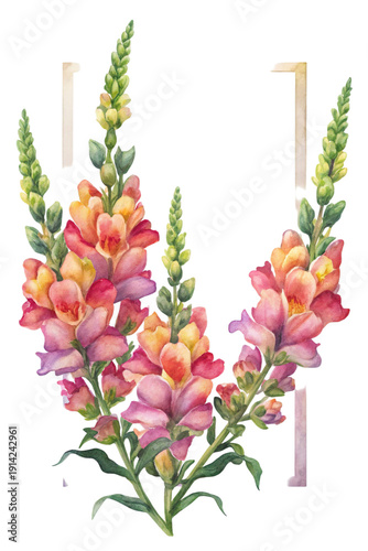 Watercolor snapdragons flowers arranged in a semi circle on black background