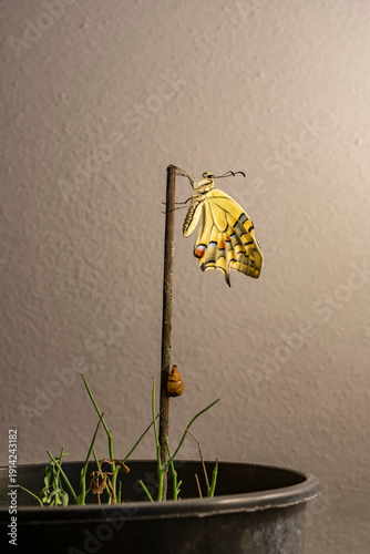 Farfalla Macaone