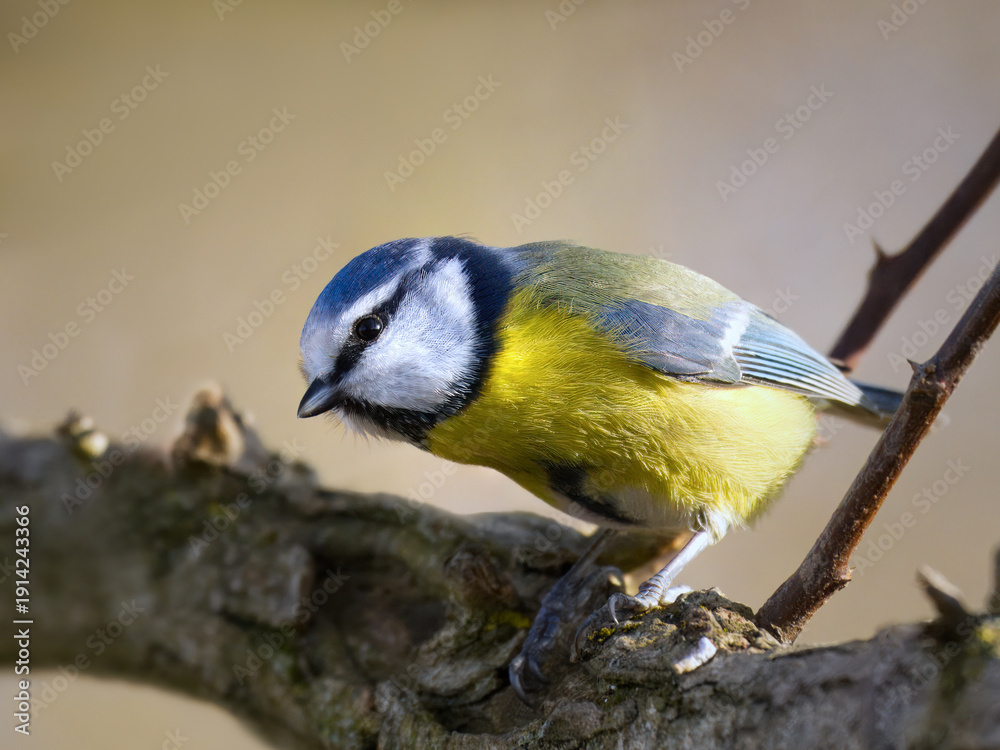 Fototapeta premium Blaumeise schaut neugierig