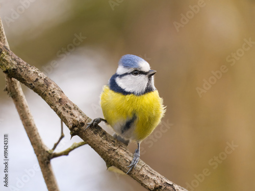 Der Blick einer kleinen Blaumeise