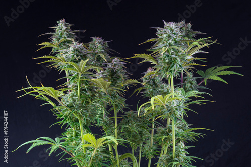 Marijuana