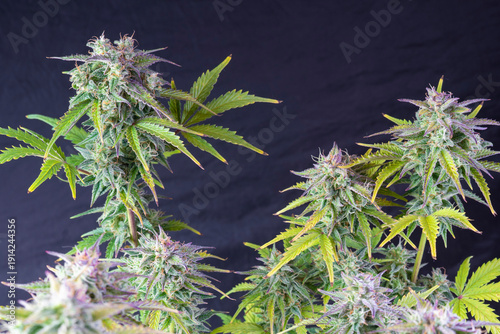 Marijuana