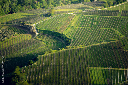 Colline di vigneti