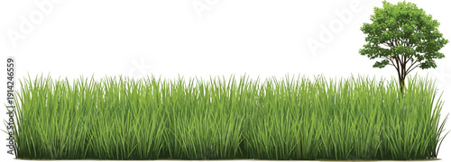 Green Grass Isolated on White Background