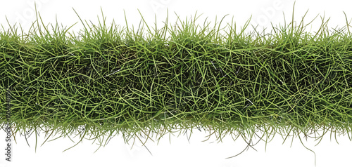 Green Grass Border Isolated on White Background