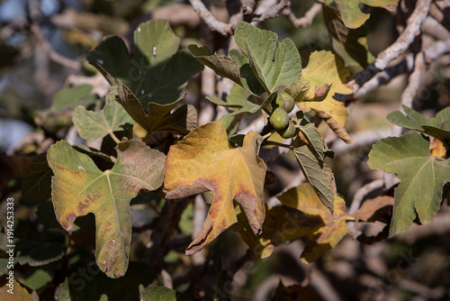 A sunny photo of a fig tree branch with a small fruit and a yellowed leaf. The theme of agriculture, water scarcity, and plant diseases
