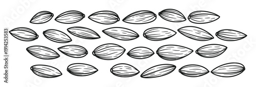 Hand Drawn Sunflower Seeds Vector Illustration