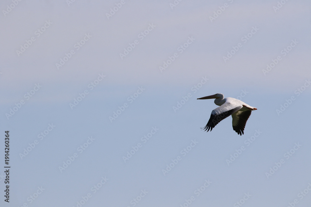 Fototapeta premium American white pelican bird in flight
