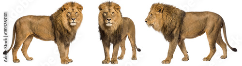 African lion isolated on transparent background (PNG)