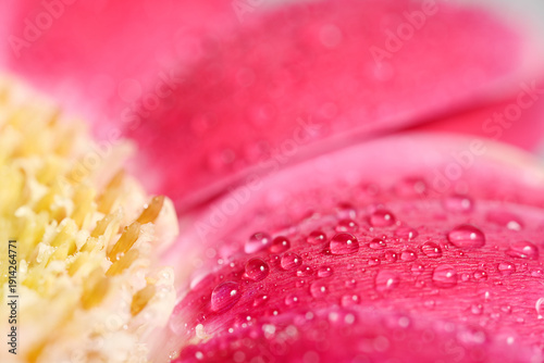 Macro of pink flower petals with water droplets and soft yellow center. Bright floral close up with delicate texture and fresh look.