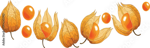 Cape Gooseberry Physalis Vector Set with Golden Husk and Fresh Ripe Fruits Isolated Exotic Organic Berry for Healthy Food Packaging Design.