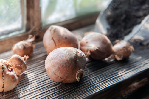 closeup on flower bulb on  a plank  shovel next to other bulbs in a garden ho...