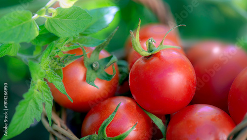 closeup on freshly harvested cherry tomatoes in a small wicker basket among l...