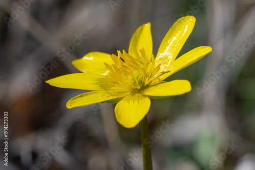 Yellow lesser celandine flowers bloom on glade in springtime. Small floret of ficaria verna is herbaceous plant growth on meadow. Spring buttercup ranunculus ficaria in wildlife. Wildflower early.