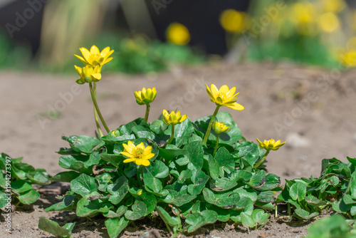 Canvas Print Yellow lesser celandine flowers bloom on glade in springtime