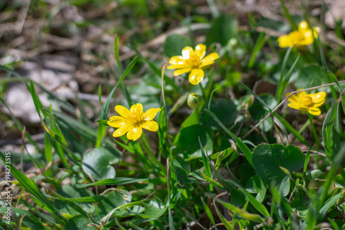 Tableau sur toile Yellow lesser celandine flowers bloom on glade in springtime