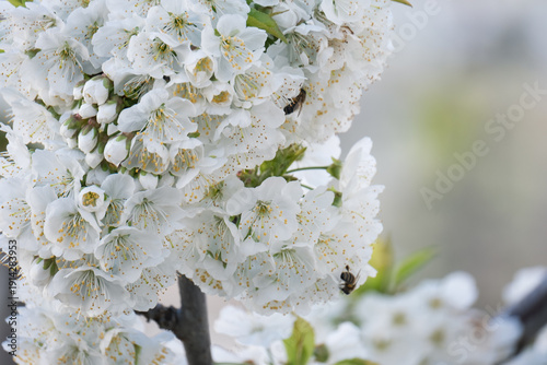 Billede på lærred A branch of cherry blossoms blooming in spring Photographed with telescope zoom lens